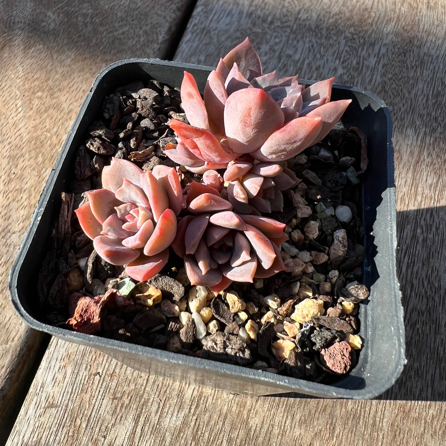 0705 Sedeveria Purple Drop aka Victor