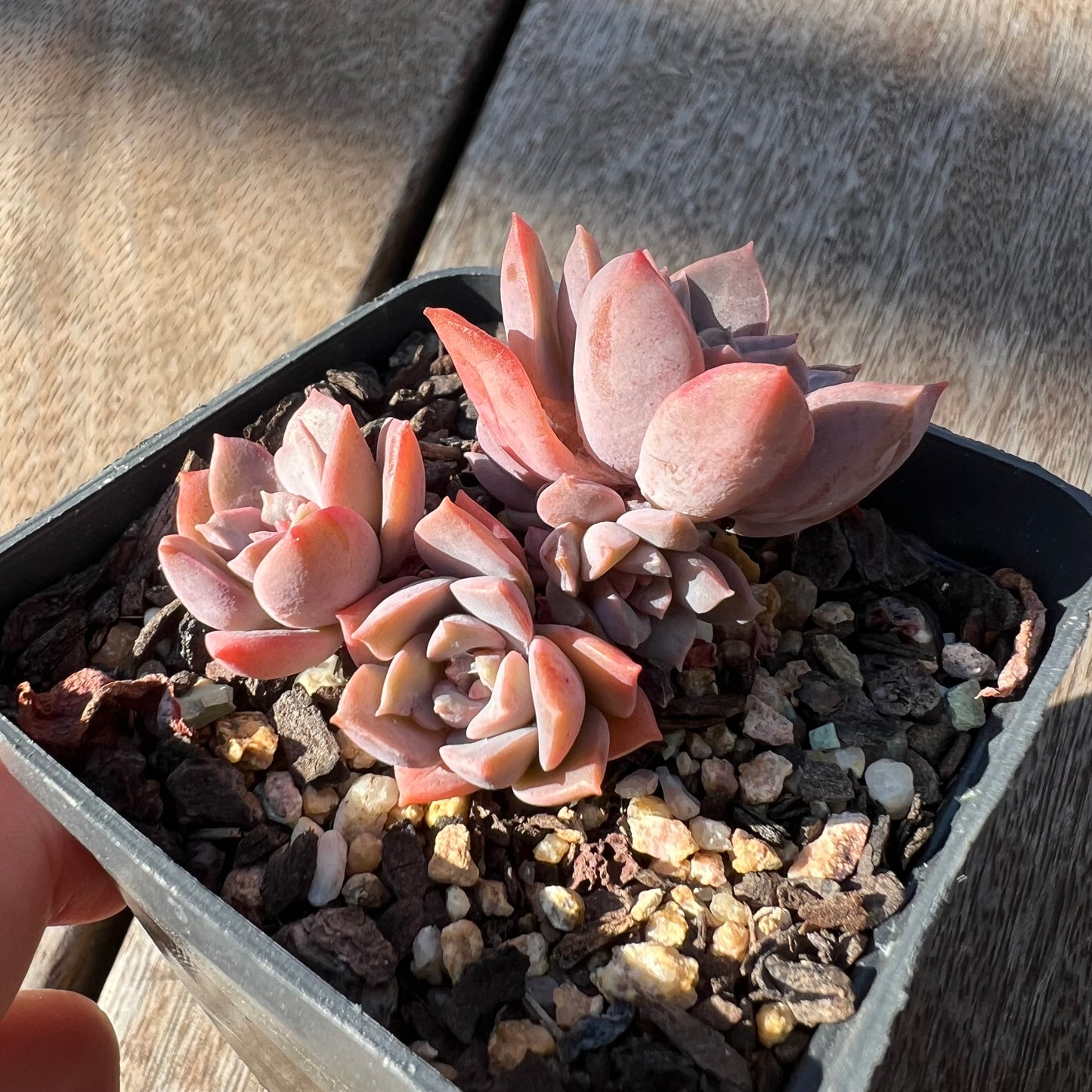 0705 Sedeveria Purple Drop aka Victor