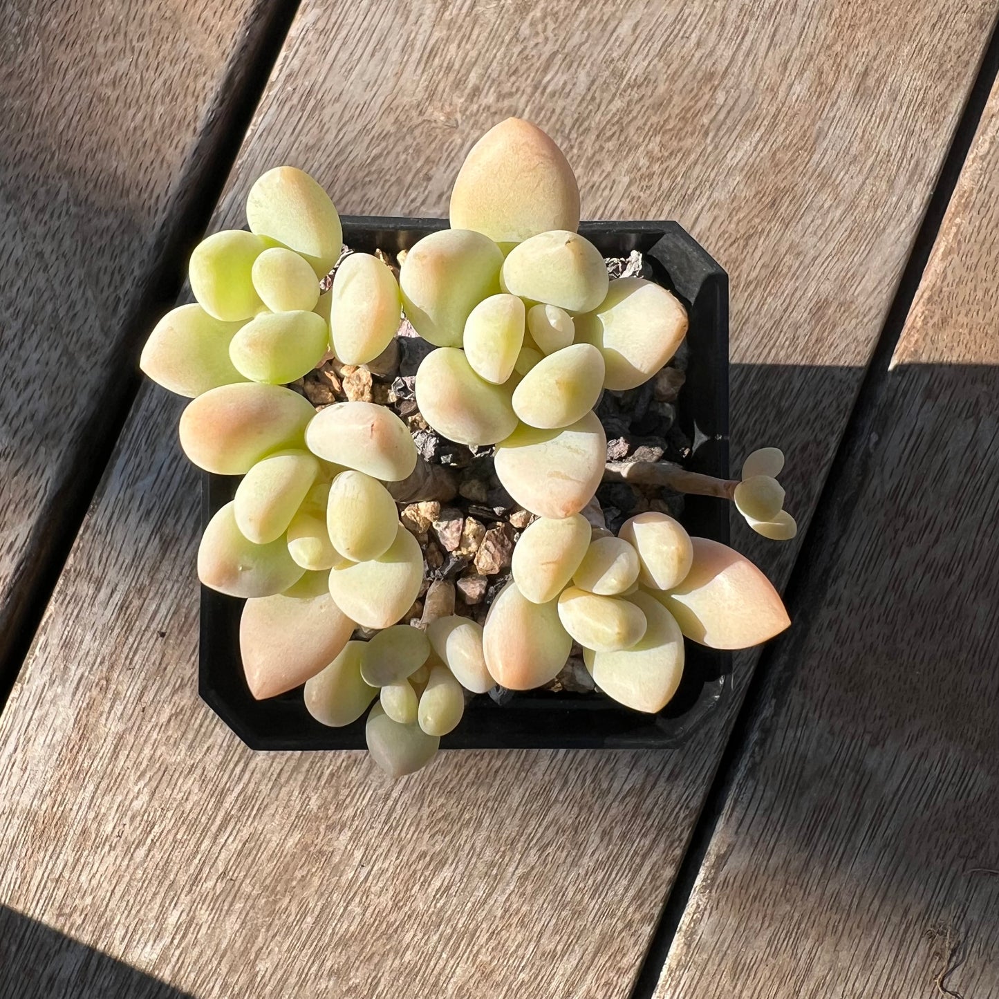 0705 Sedum Clavatum R. T. Clausen x Lavender Pebbles