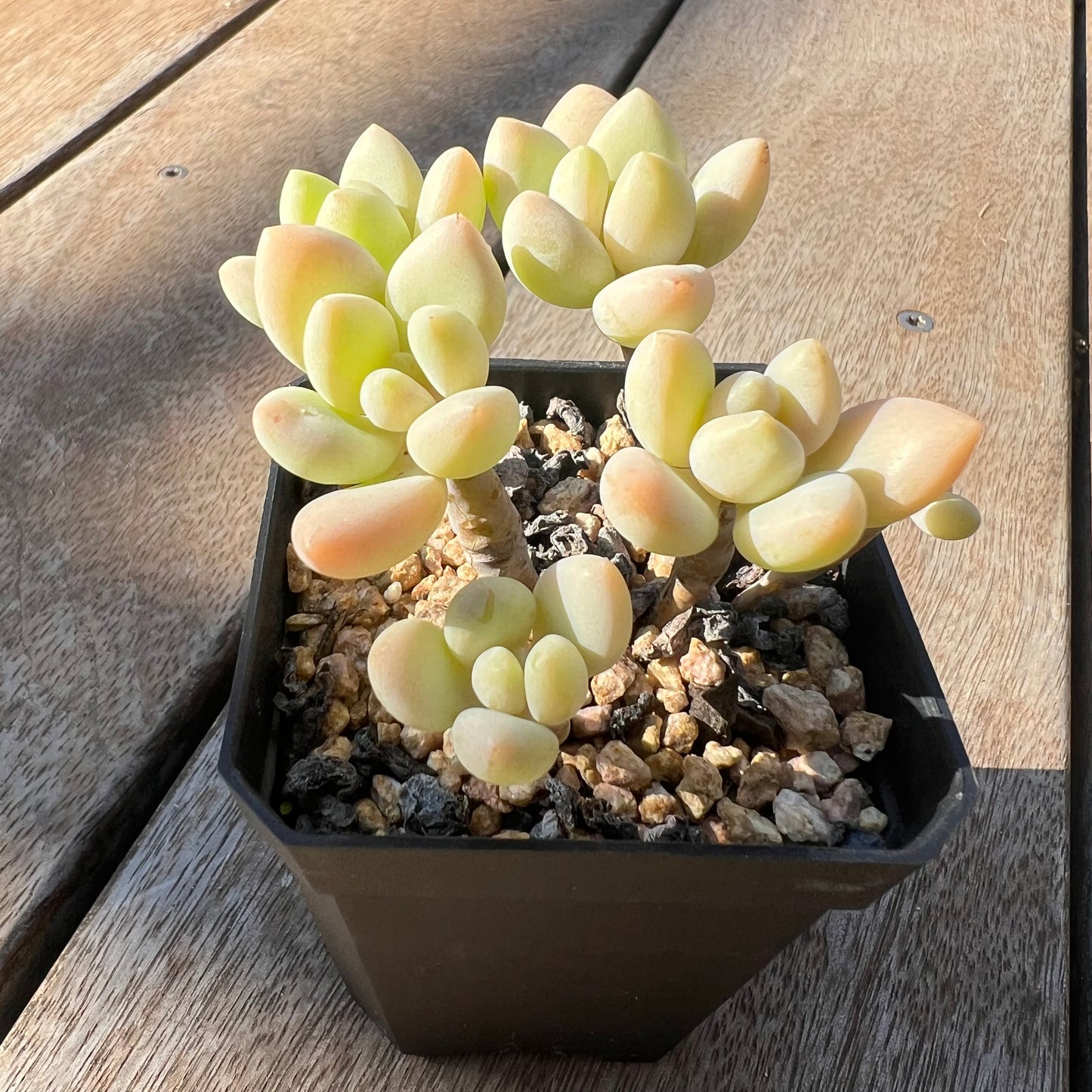 0705 Sedum Clavatum R. T. Clausen x Lavender Pebbles