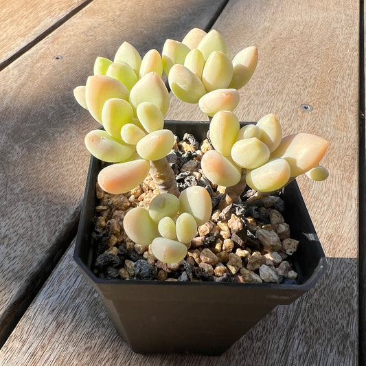 0705 Sedum Clavatum R. T. Clausen x Lavender Pebbles