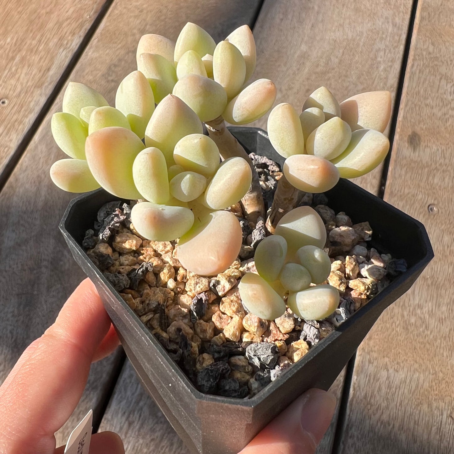 0705 Sedum Clavatum R. T. Clausen x Lavender Pebbles