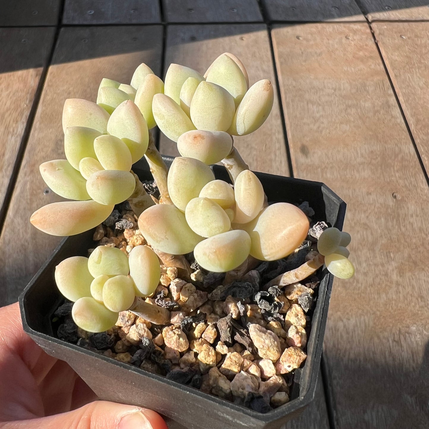 0705 Sedum Clavatum R. T. Clausen x Lavender Pebbles