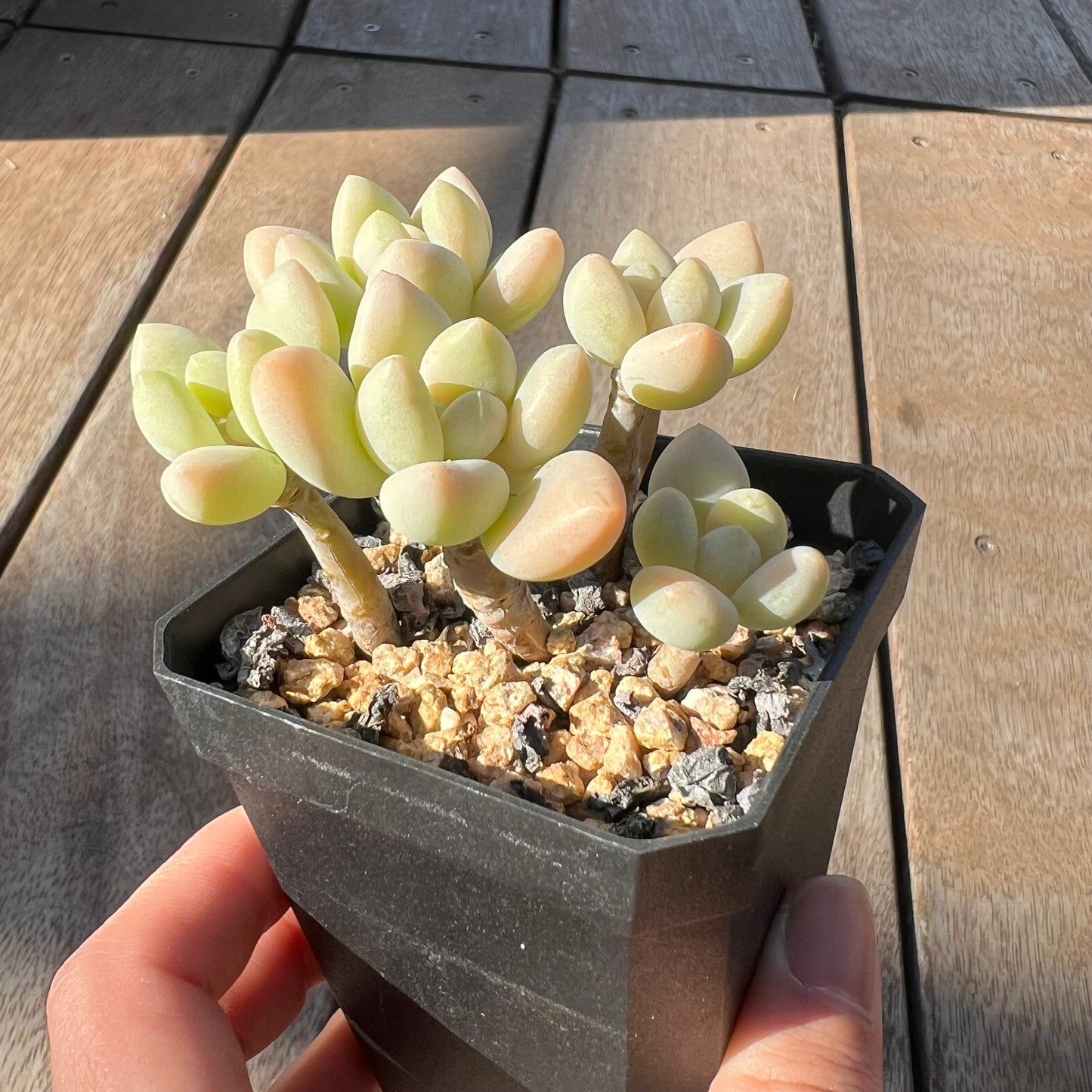 0705 Sedum Clavatum R. T. Clausen x Lavender Pebbles