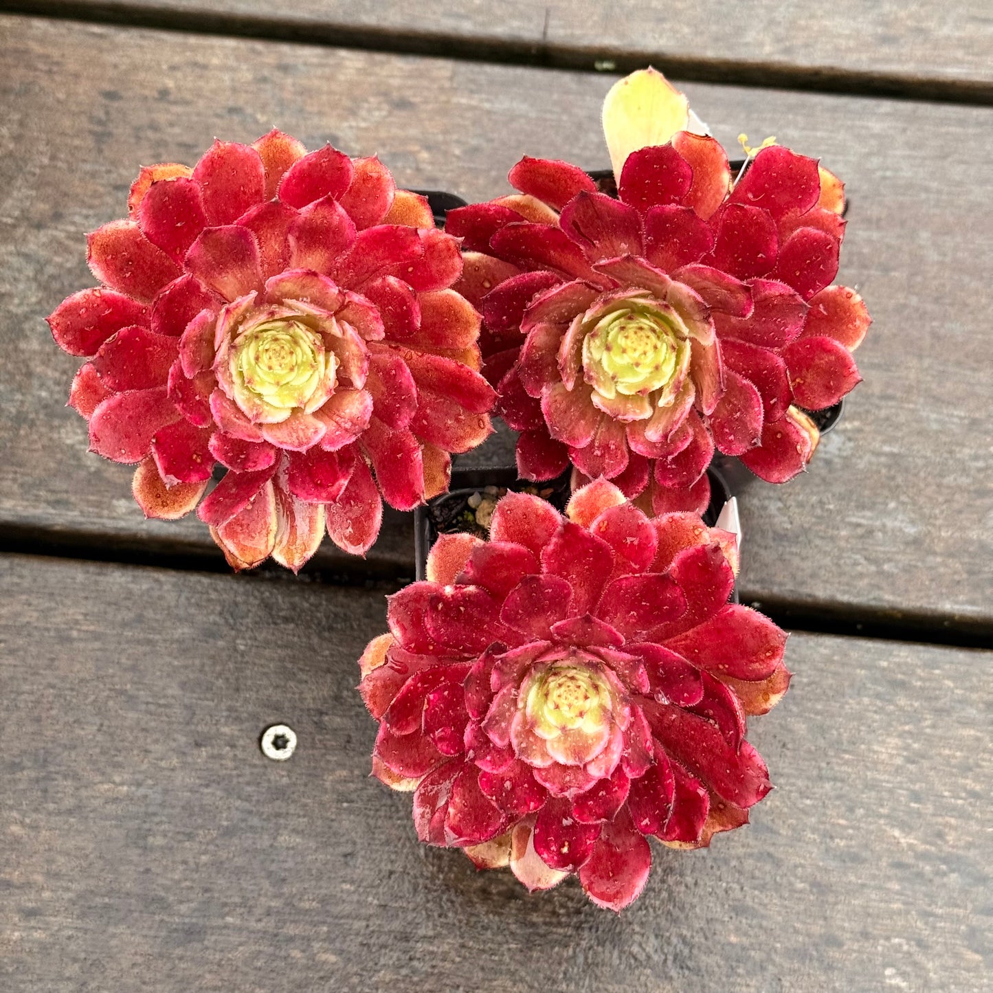 Aeonium Ink Painting 水墨画法师