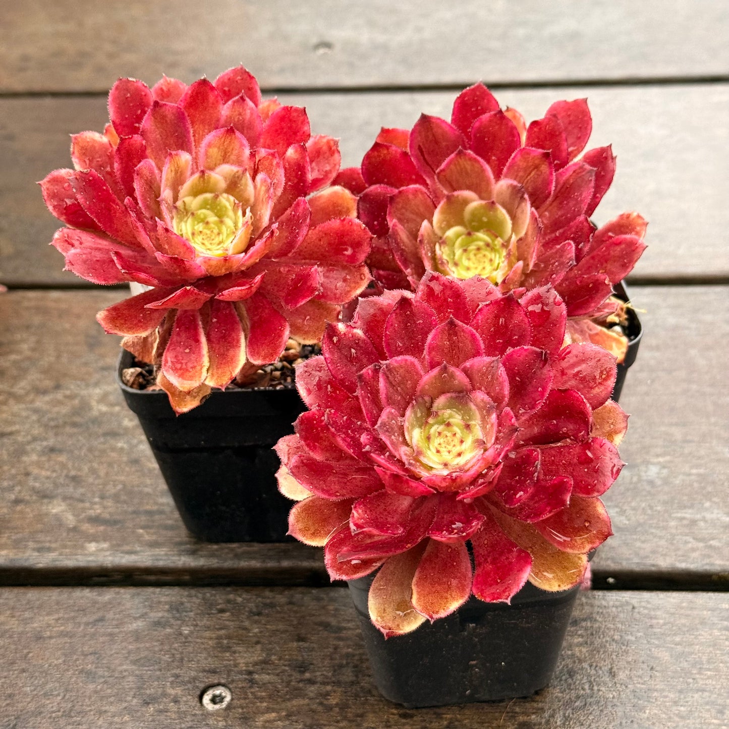 Aeonium Ink Painting 水墨画法师