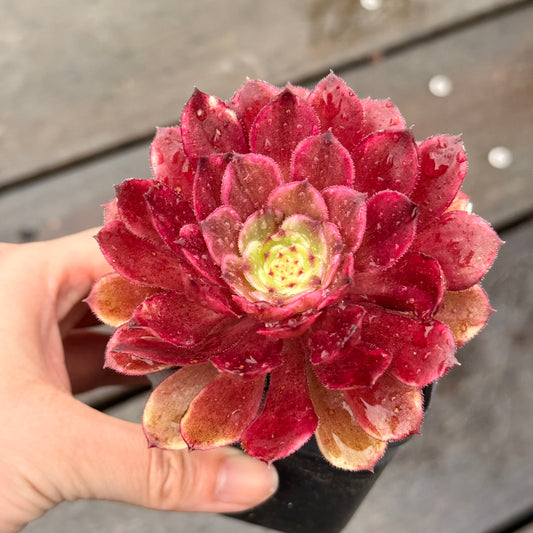 Aeonium Ink Painting 水墨画法师