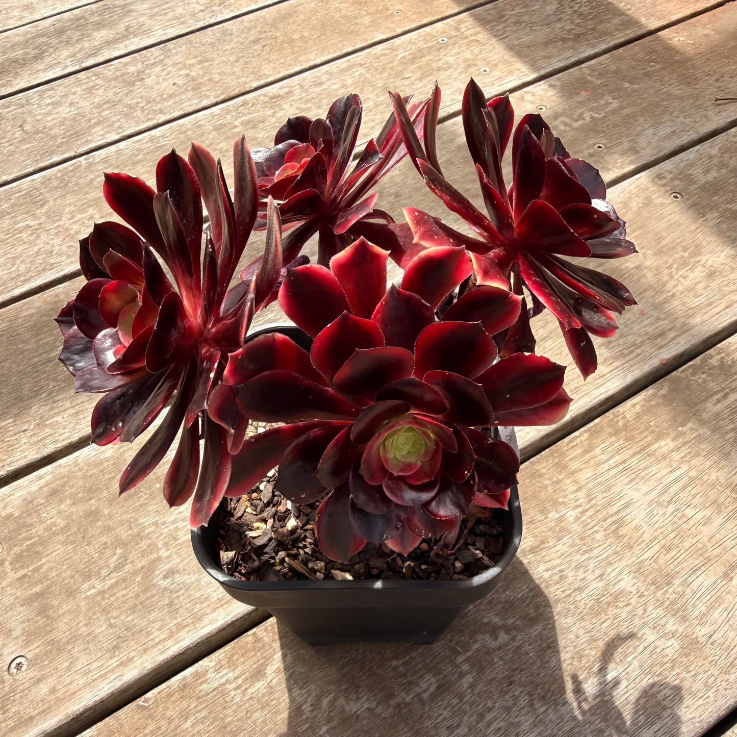 0710 Aeonium Super Bang (Multi)
