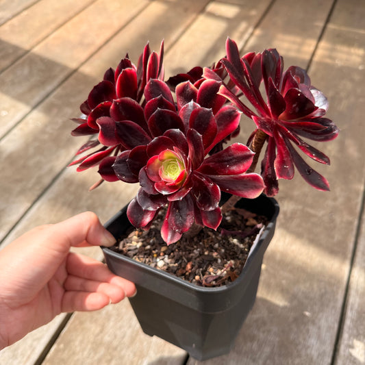 0710 Aeonium Super Bang (Multi)