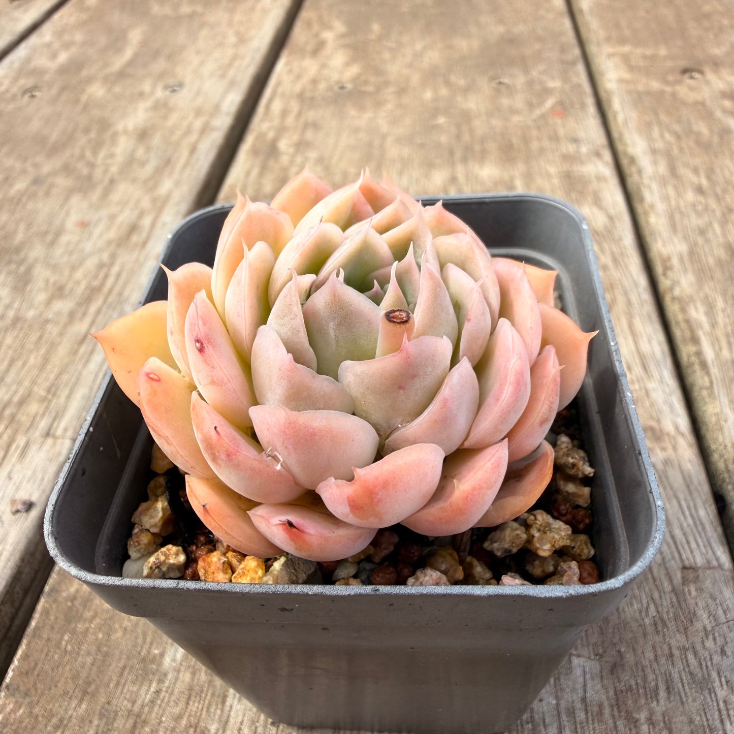 0710 Echeveria Elegans 'Ice Lotus'