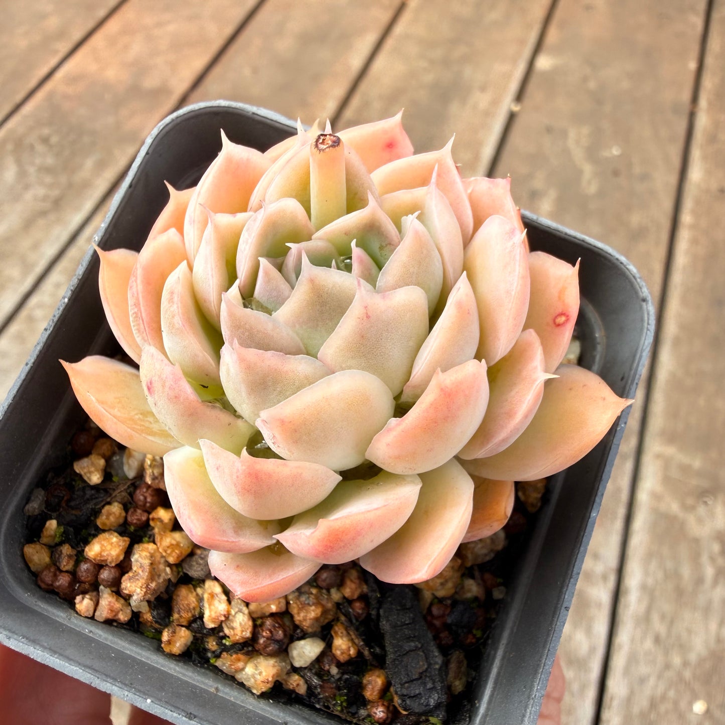 0710 Echeveria Elegans 'Ice Lotus'