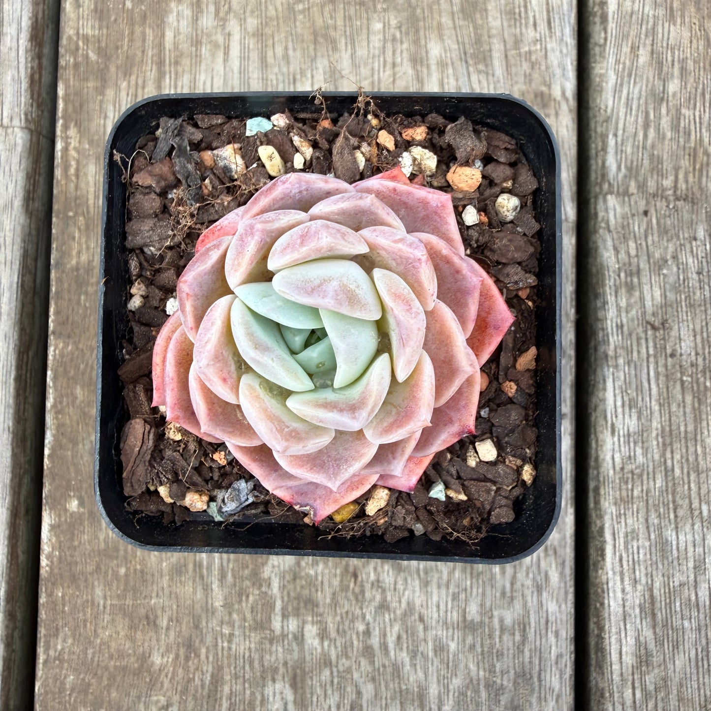 0710 Echeveria Everhart