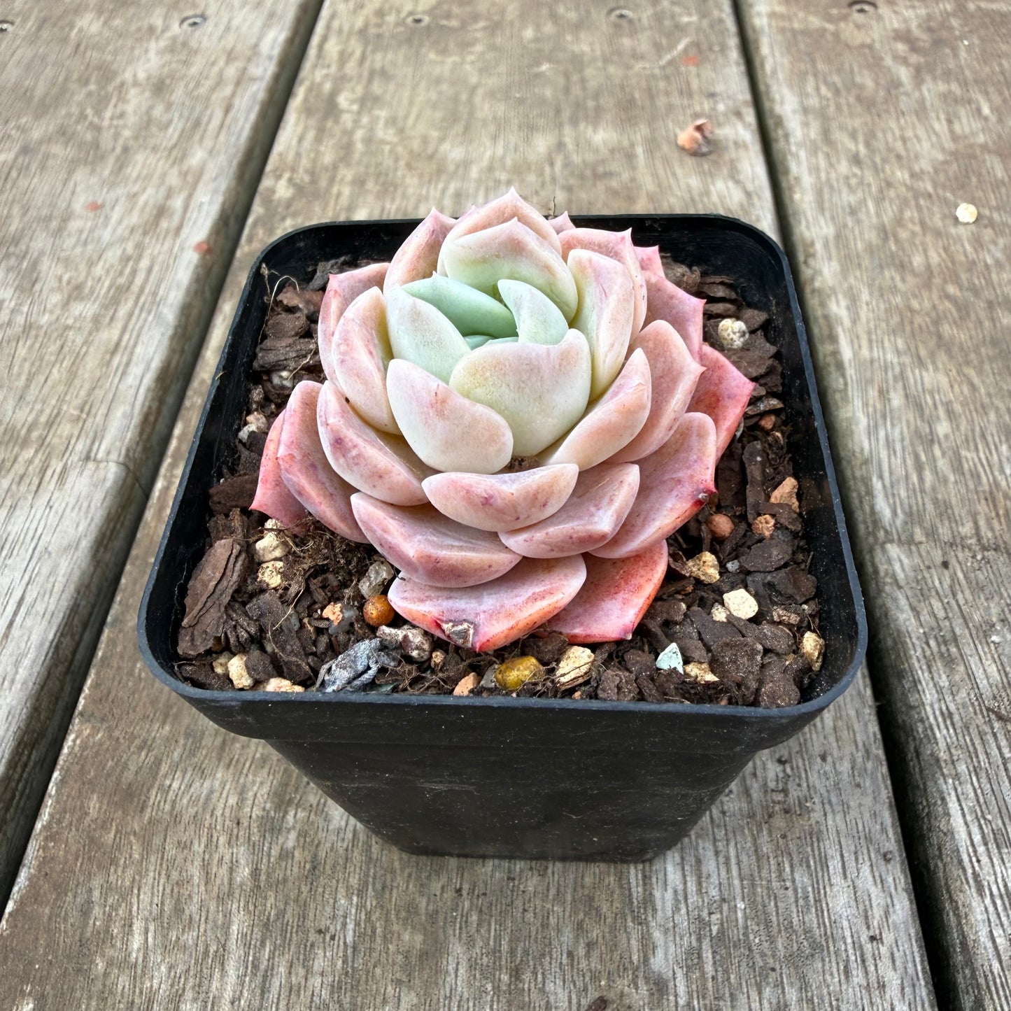 0710 Echeveria Everhart