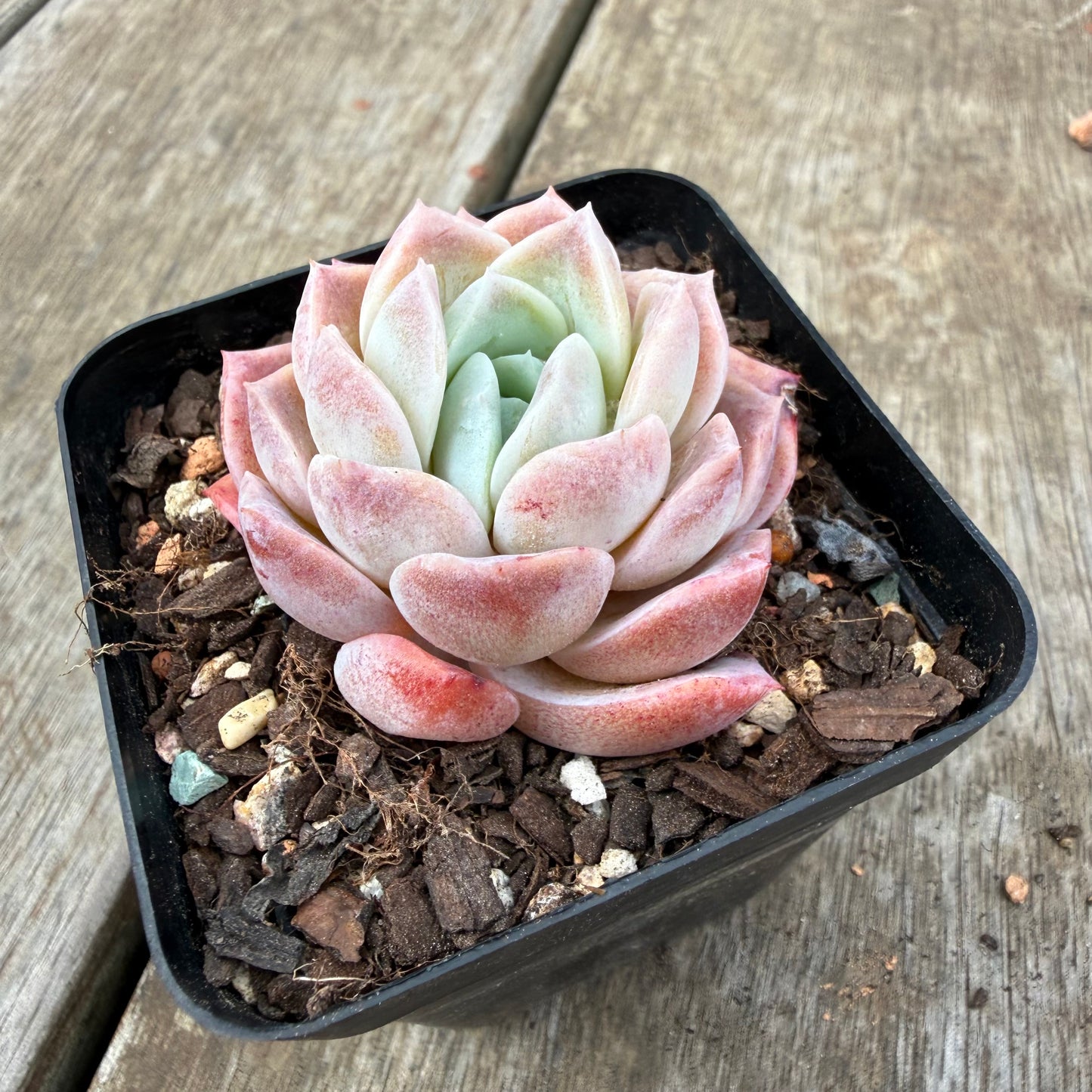 0710 Echeveria Everhart