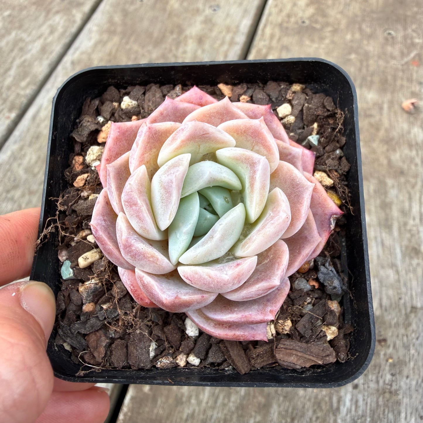 0710 Echeveria Everhart