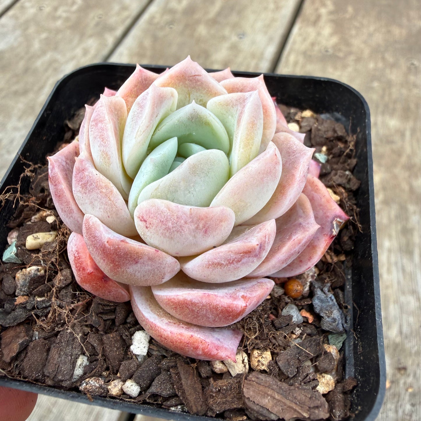 0710 Echeveria Everhart