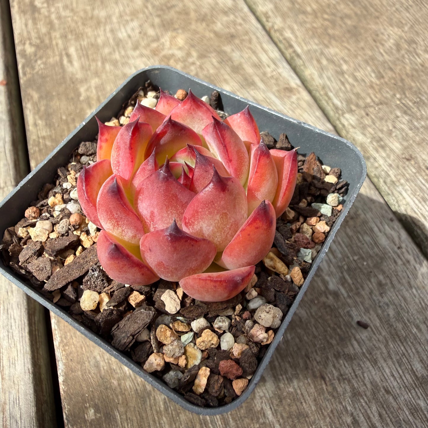 0710 Echeveria Fire Pillar