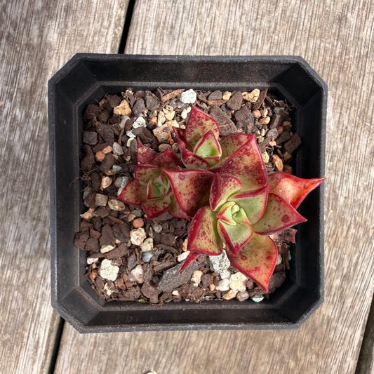 0710 Echeveria Longissima x Tacitus Bellus