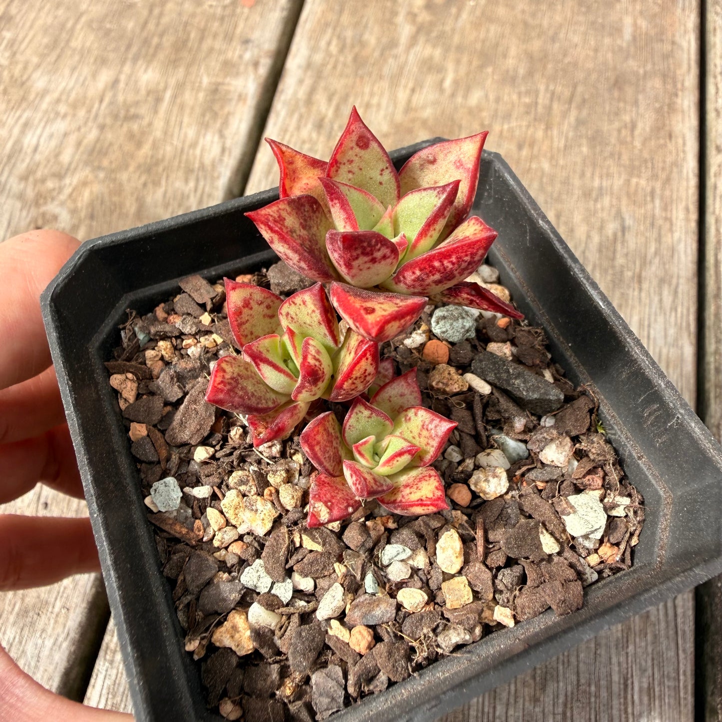 0710 Echeveria Longissima x Tacitus Bellus
