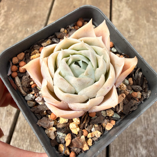0710 Echeveria Lucy