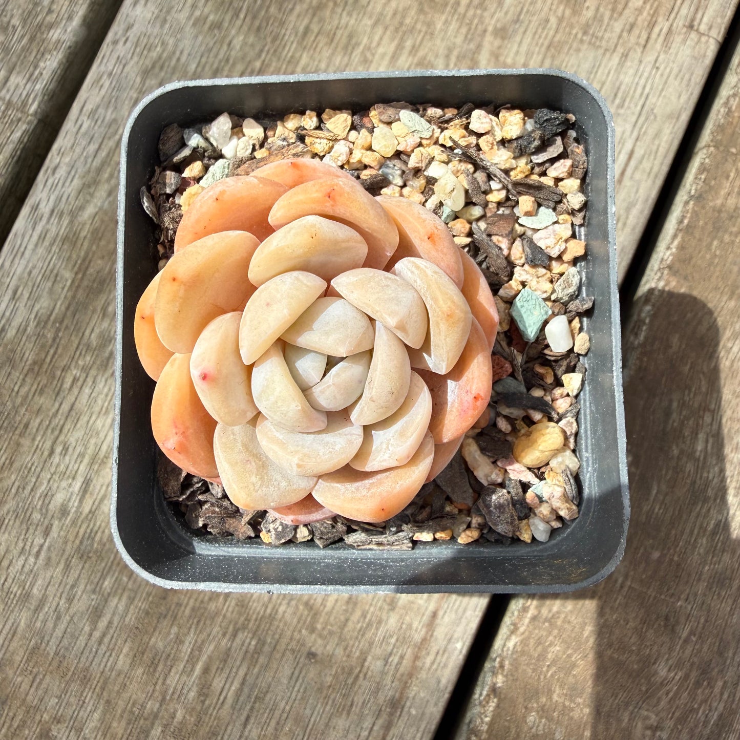 0710 Echeveria Monroe 'Tangerine Candy'