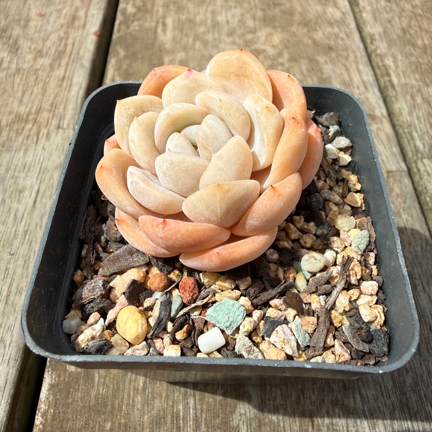 0710 Echeveria Monroe 'Tangerine Candy'