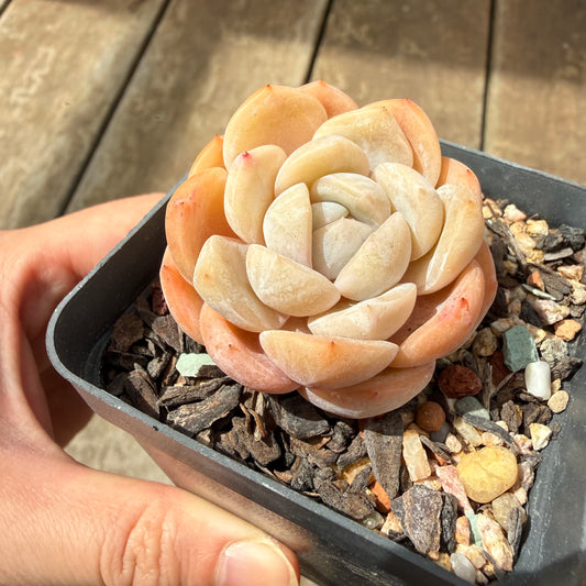 0710 Echeveria Monroe 'Tangerine Candy'
