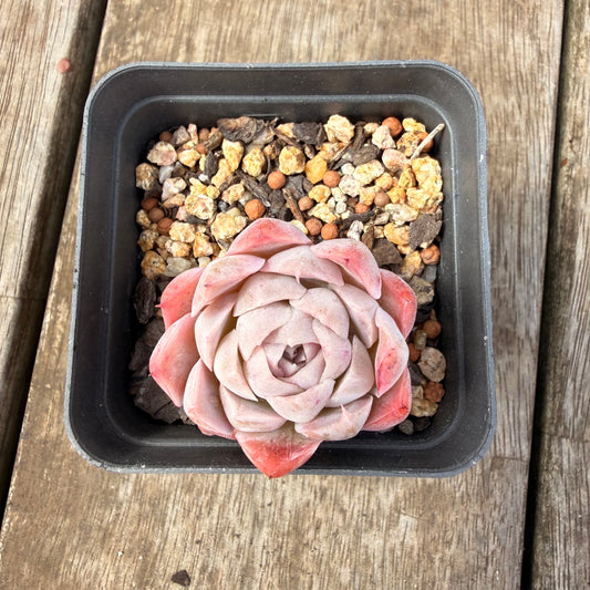 0710 Echeveria Pink Candy - Korean Form