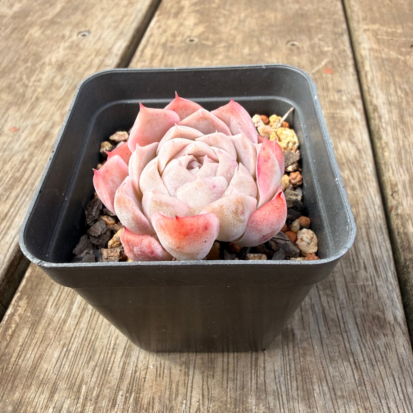 0710 Echeveria Pink Candy - Korean Form