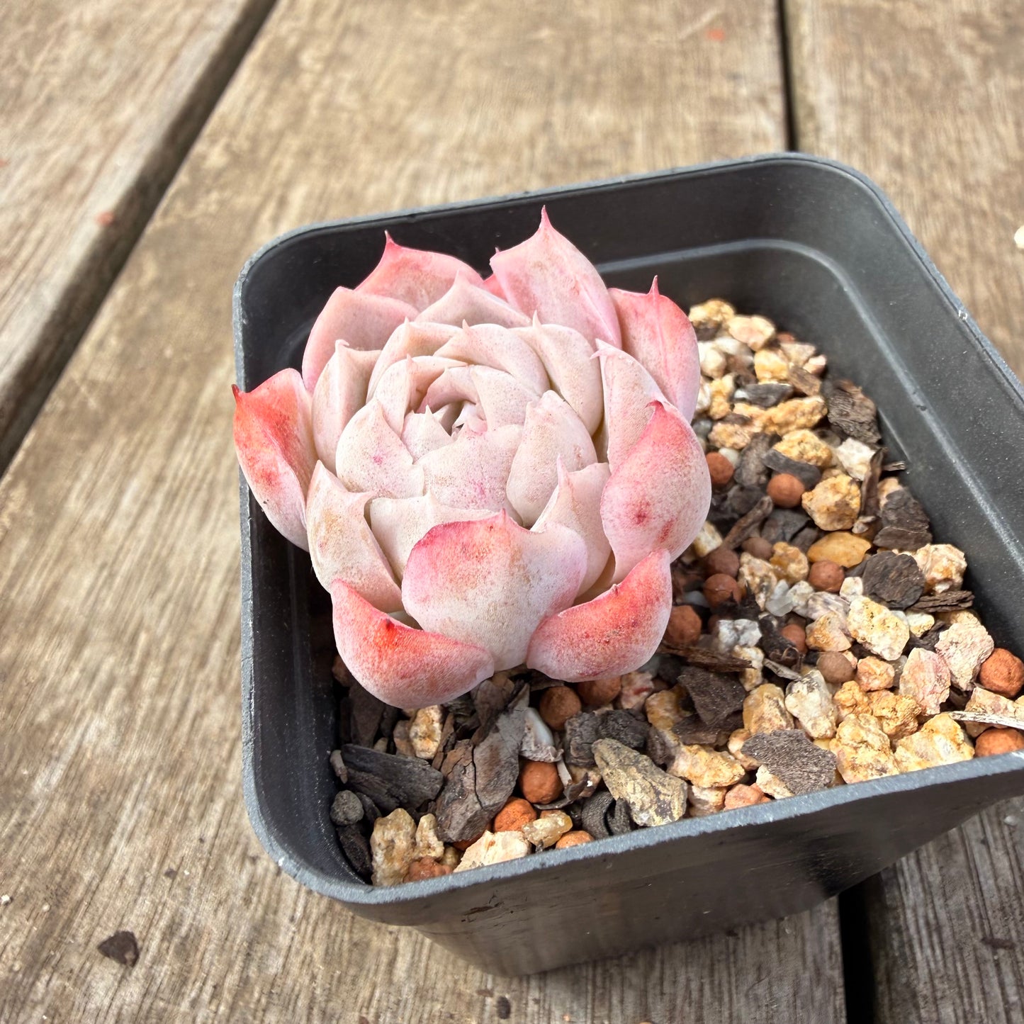 0710 Echeveria Pink Candy - Korean Form