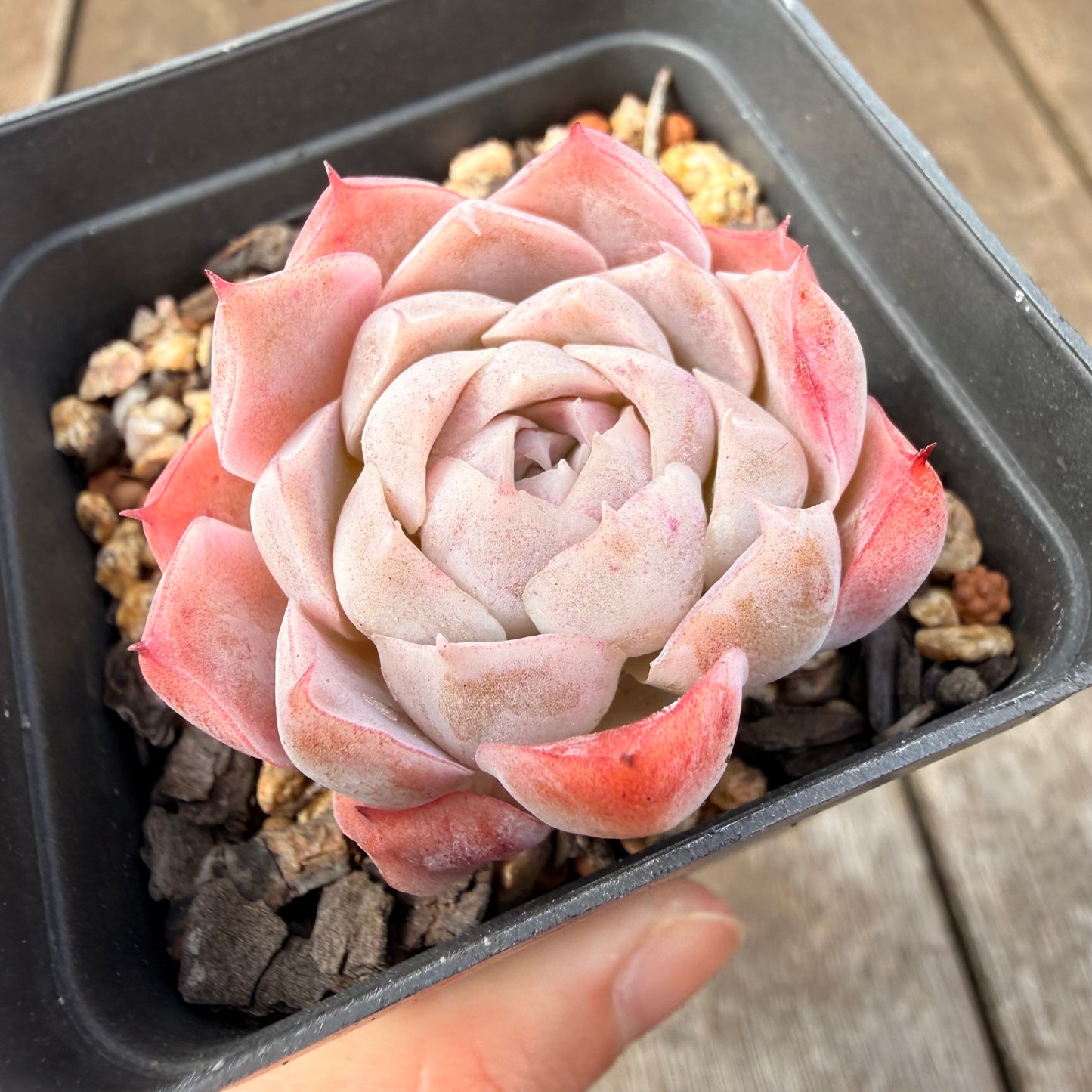 0710 Echeveria Pink Candy - Korean Form