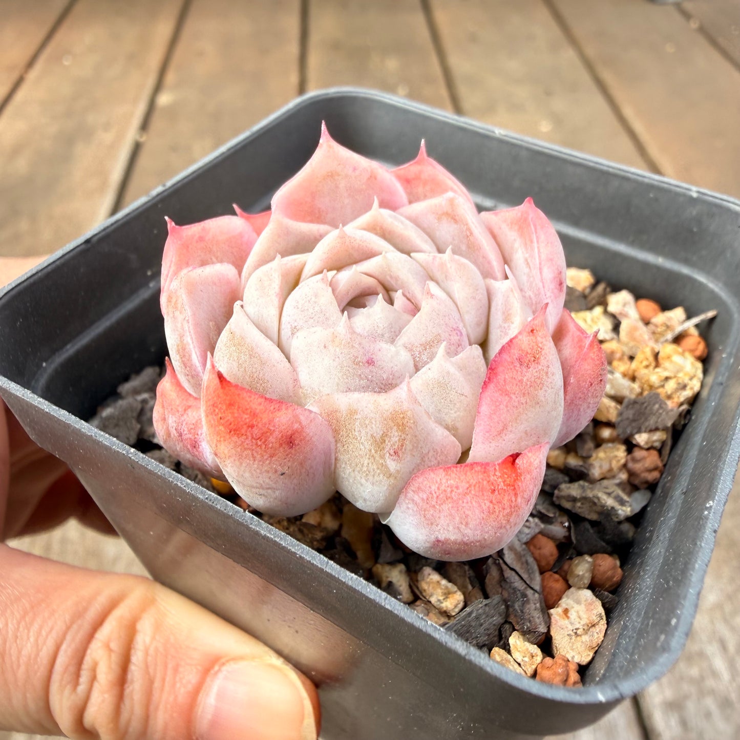 0710 Echeveria Pink Candy - Korean Form