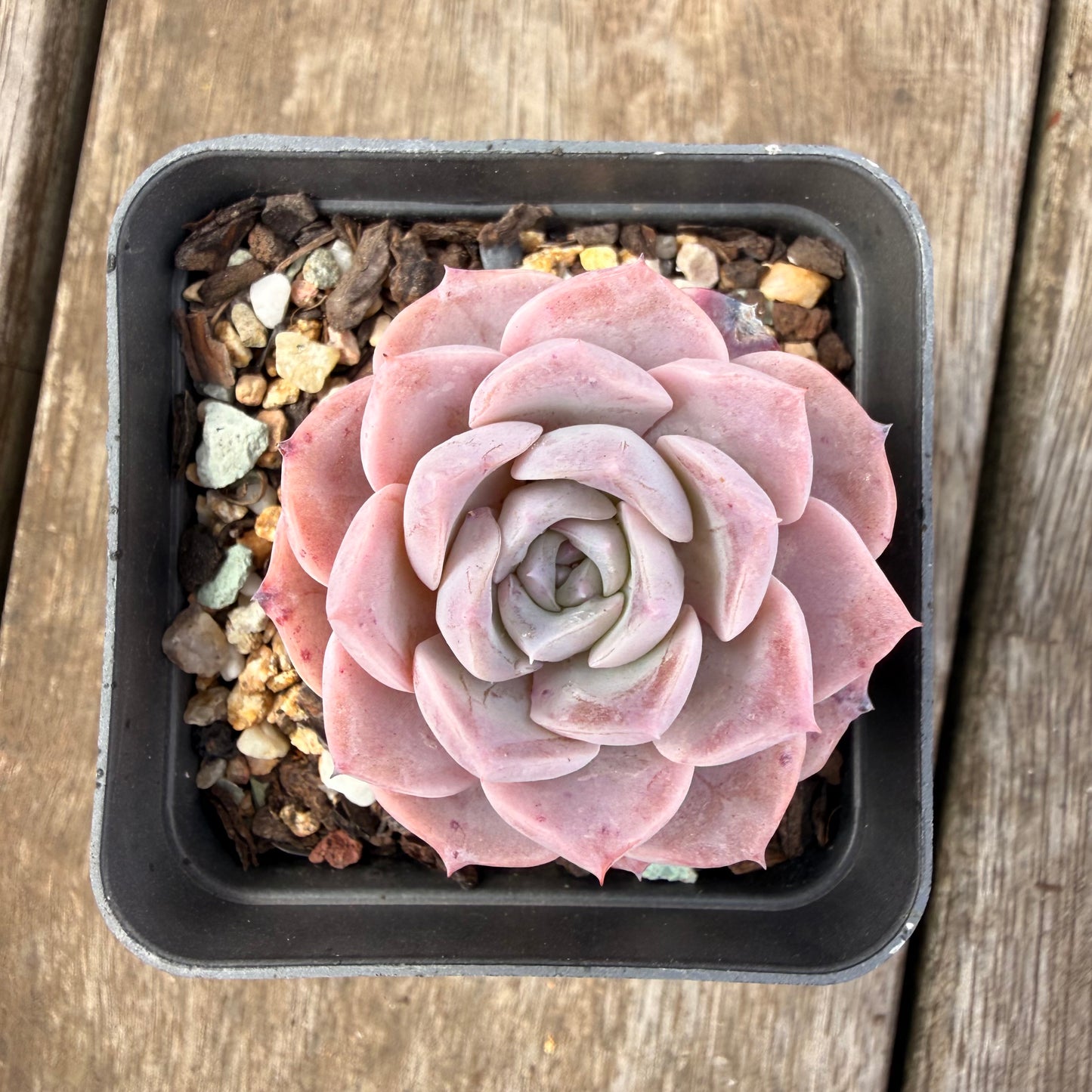 0710 Echeveria Pink Rose Sp.