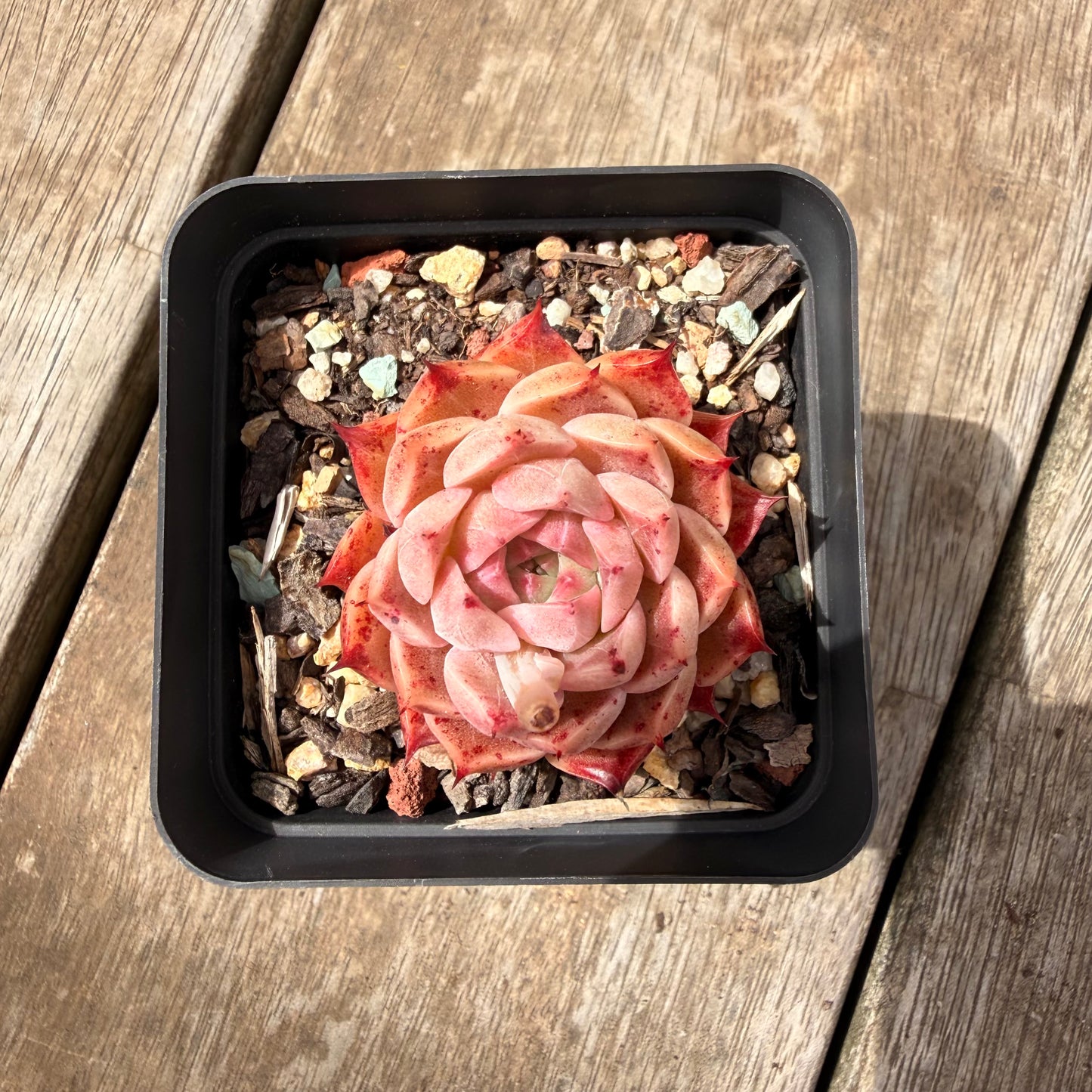 0710 Echeveria 'Queen Red'