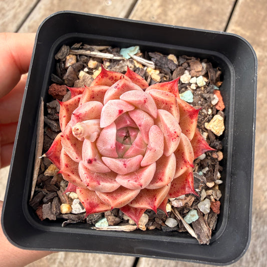 0710 Echeveria 'Queen Red'