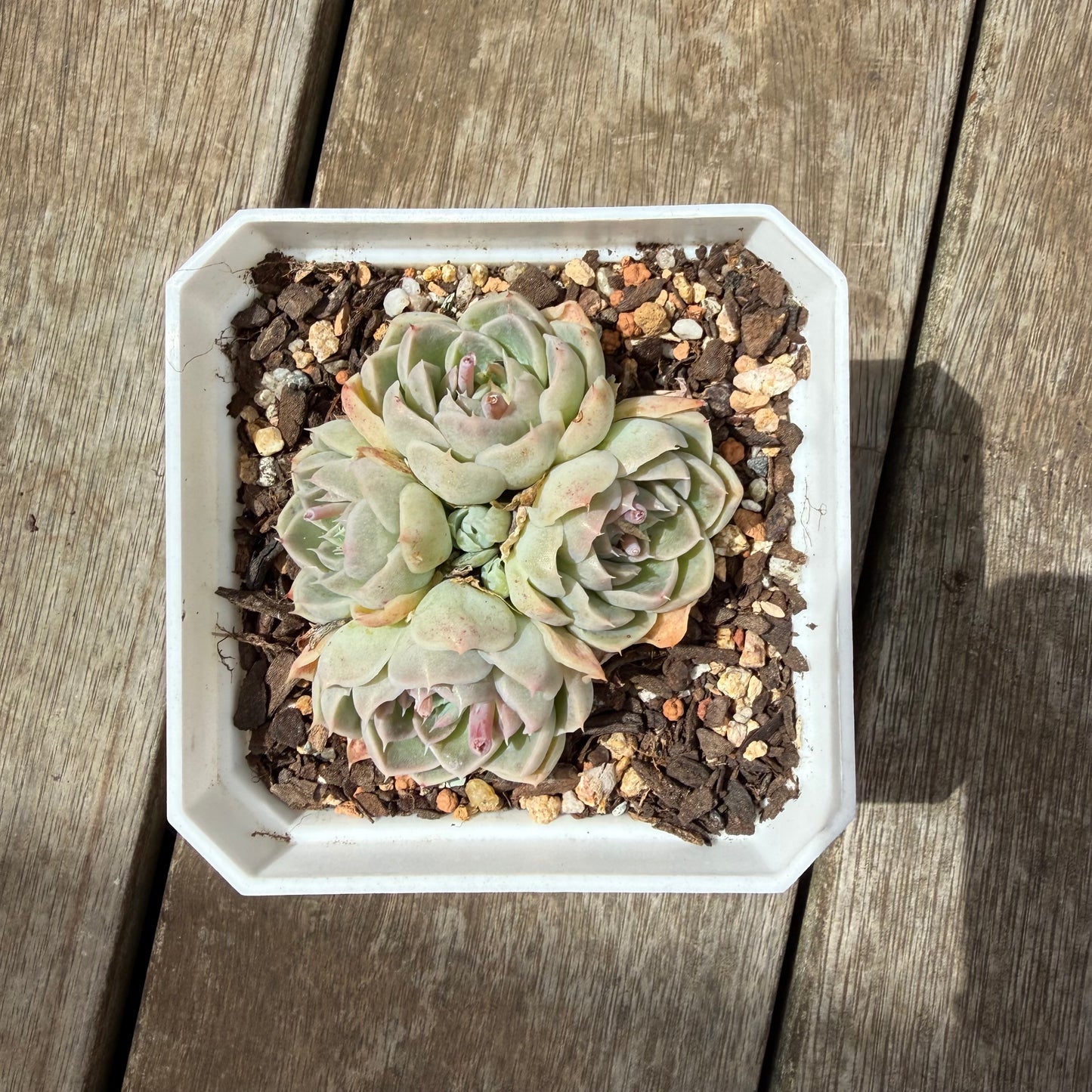 0710 Echeveria Sahara (Multi)