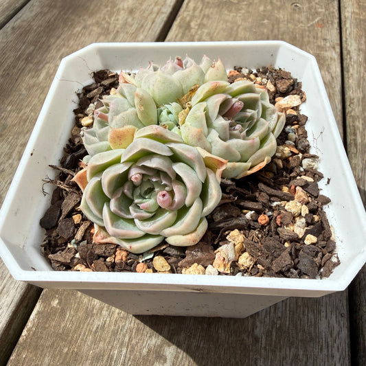 0710 Echeveria Sahara (Multi)