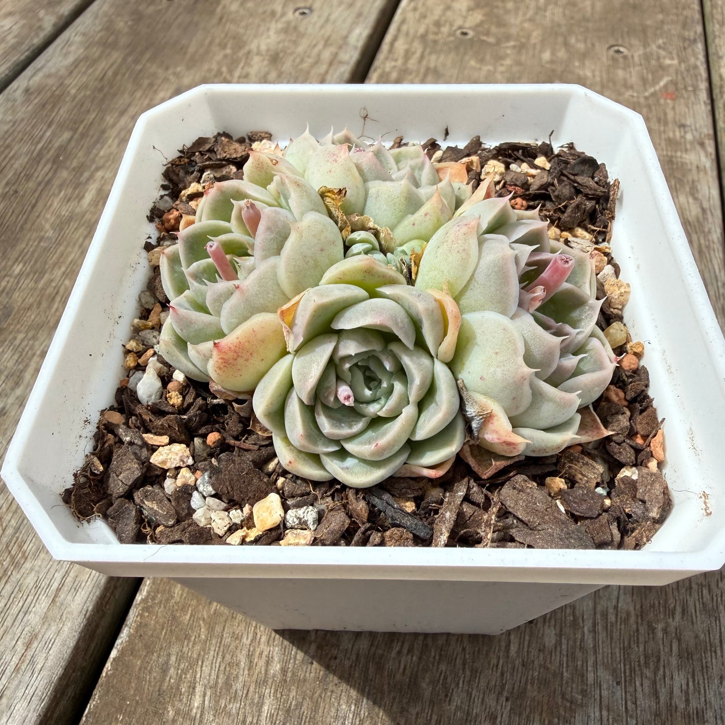 0710 Echeveria Sahara (Multi)