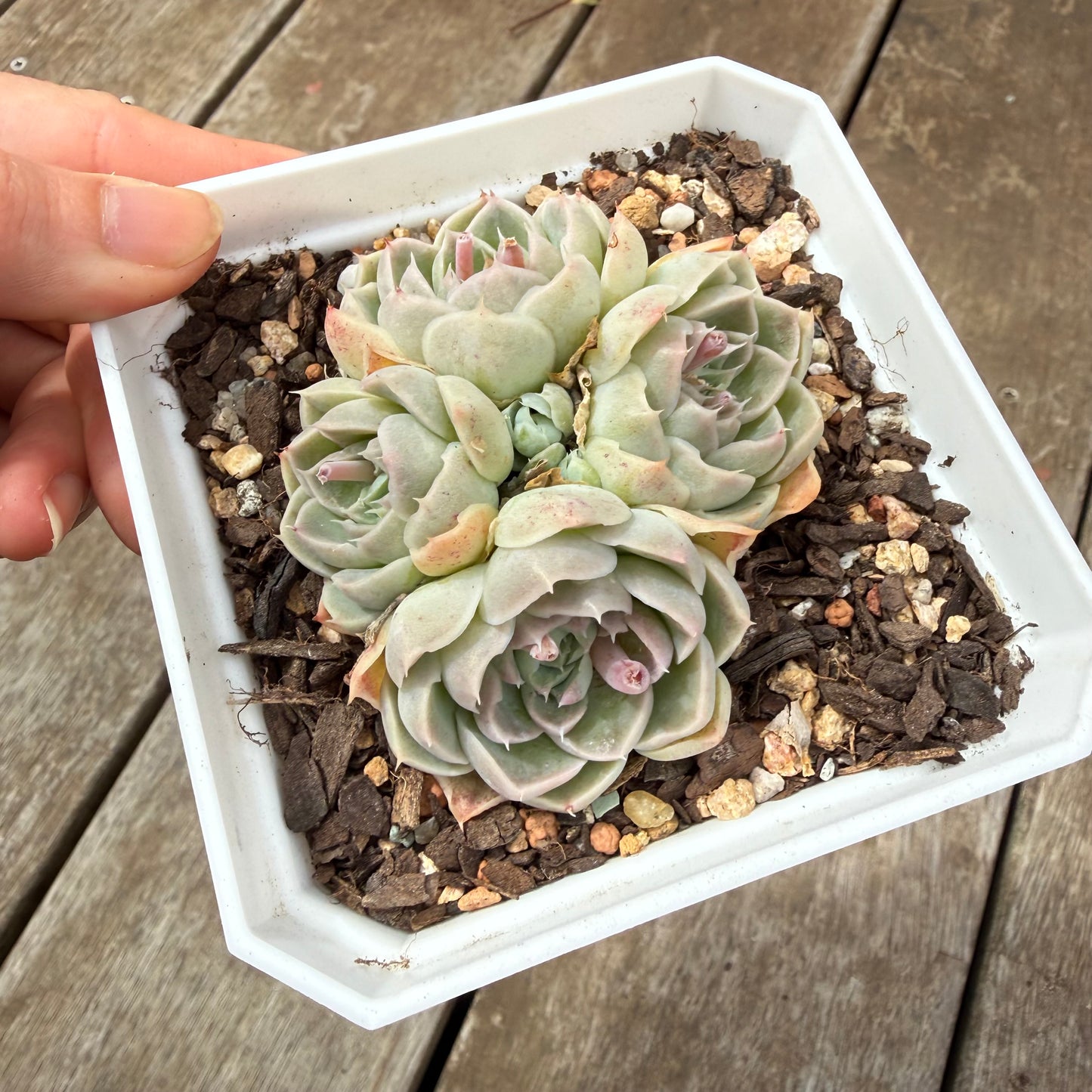 0710 Echeveria Sahara (Multi)