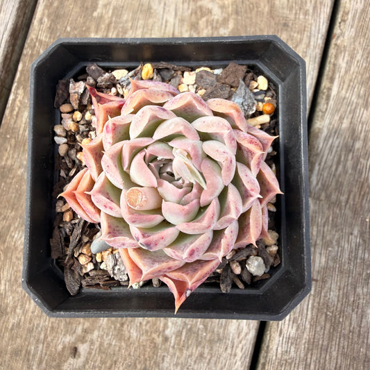 0710 Echeveria Simulans x Hyalina