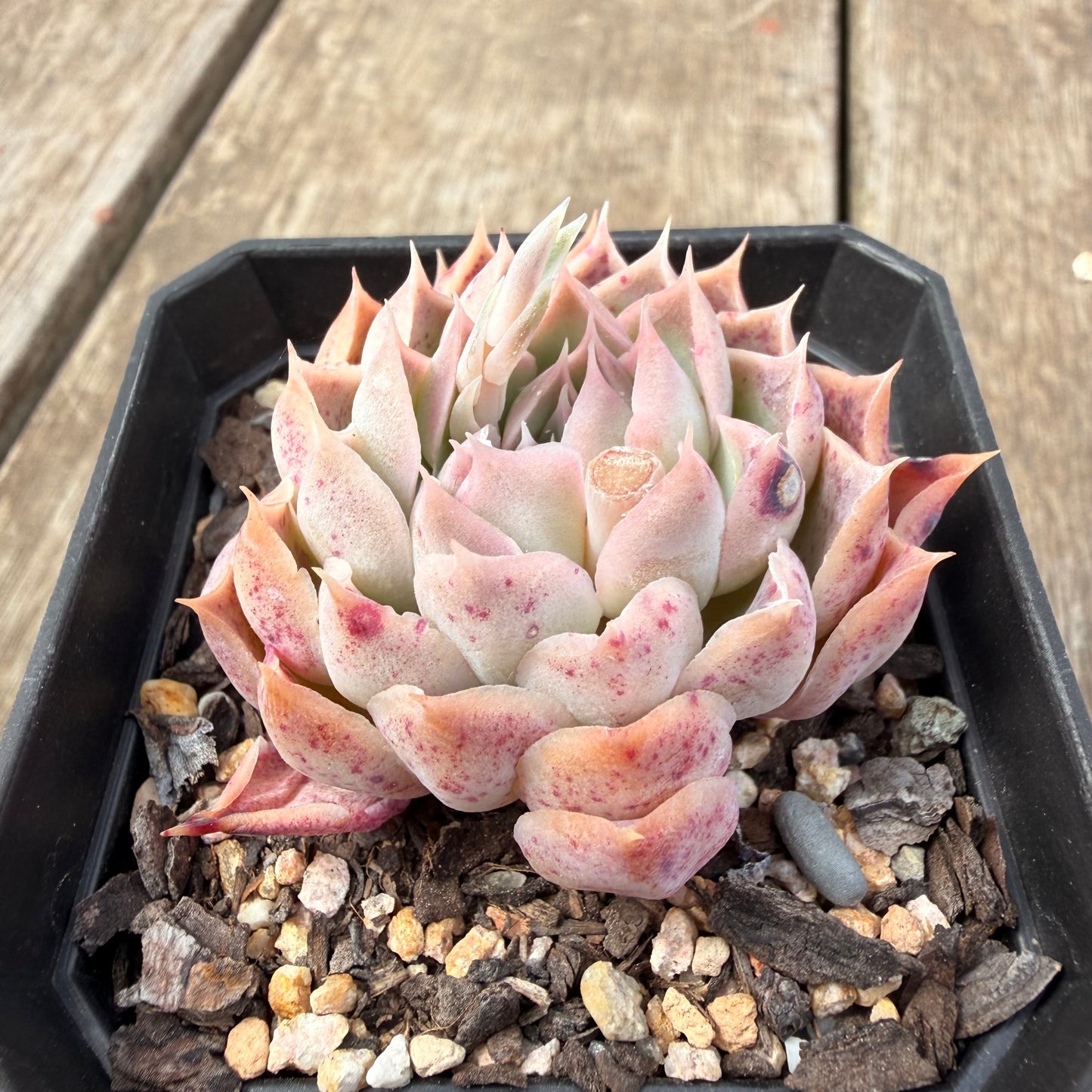 0710 Echeveria Simulans x Hyalina