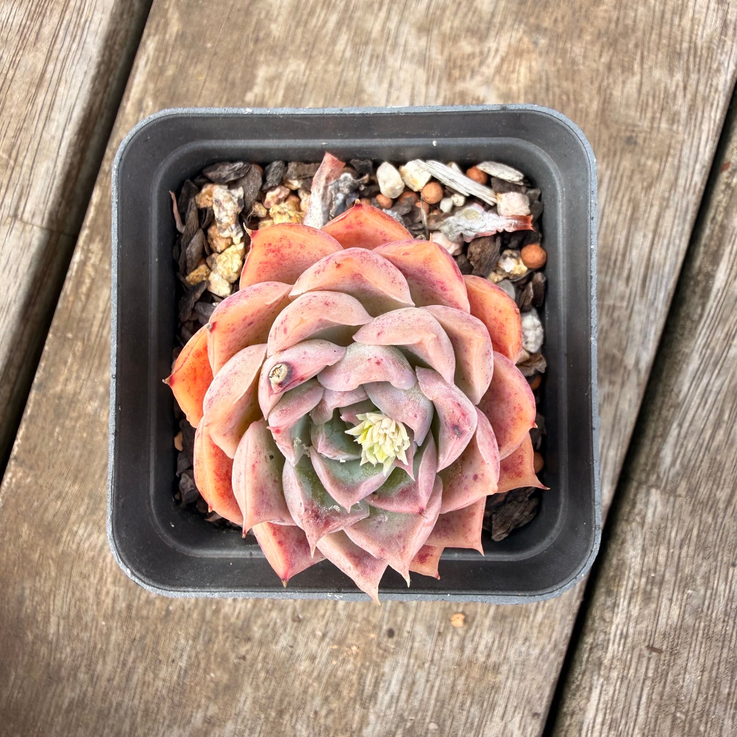 0710 Echeveria Strawberry Roll Sp.