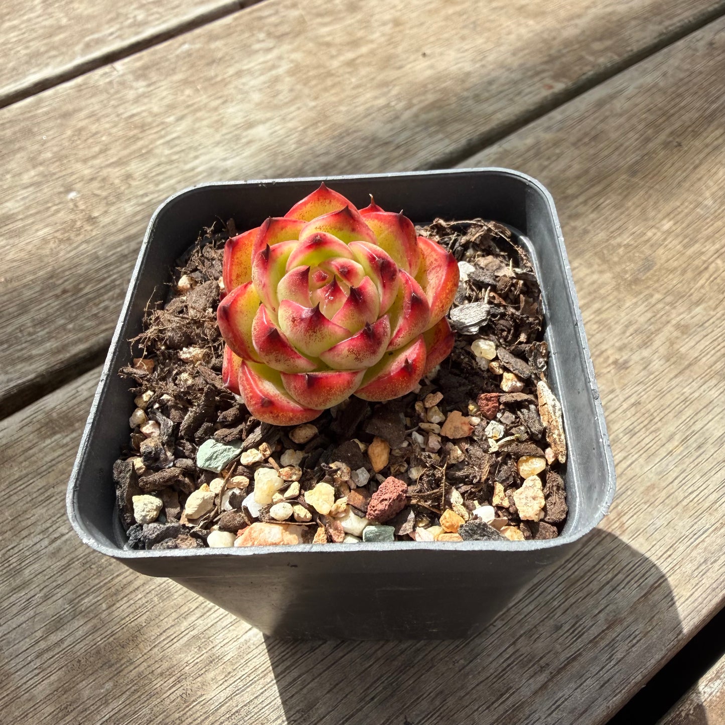 0710 Echeveria 'Moon Stone'