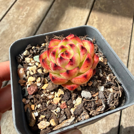 0710 Echeveria 'Moon Stone'