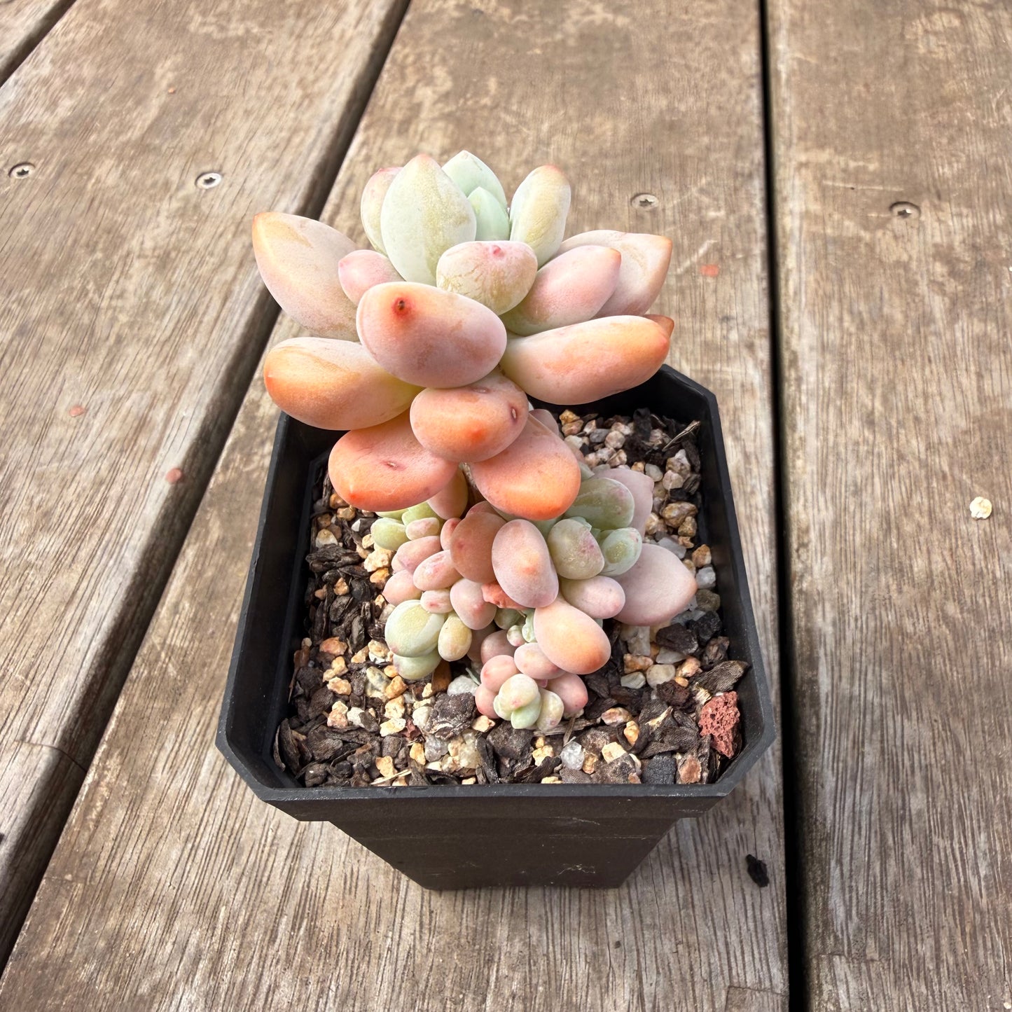 0710 Pachyveria 'Elaine Reinelt'