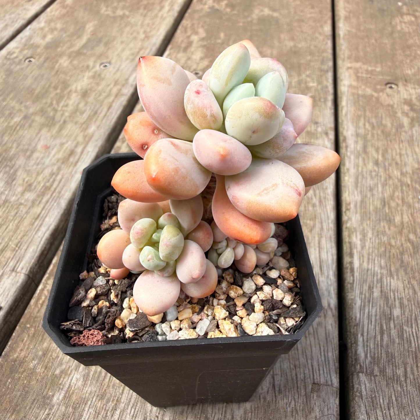 0710 Pachyveria 'Elaine Reinelt'