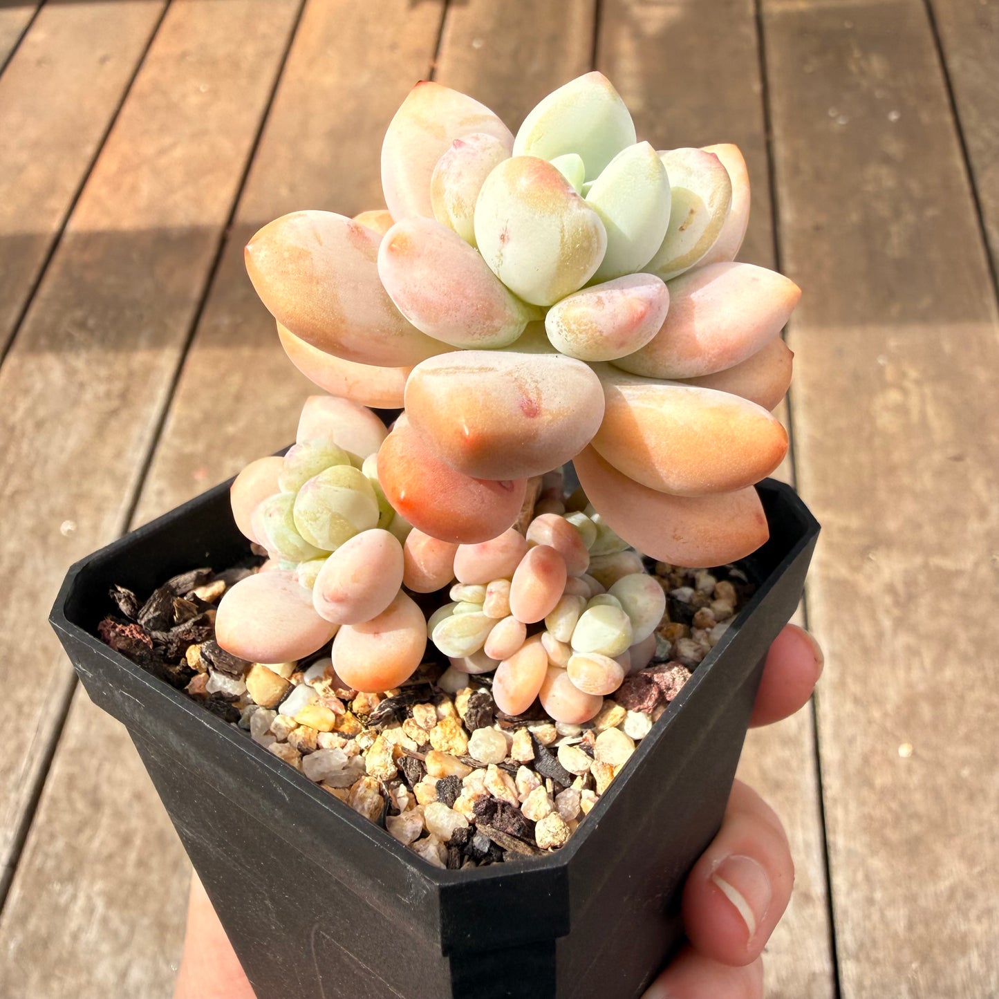 0710 Pachyveria 'Elaine Reinelt'