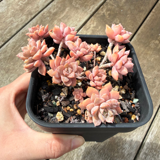 0710 Sedeveria Purple Drop aka Victor