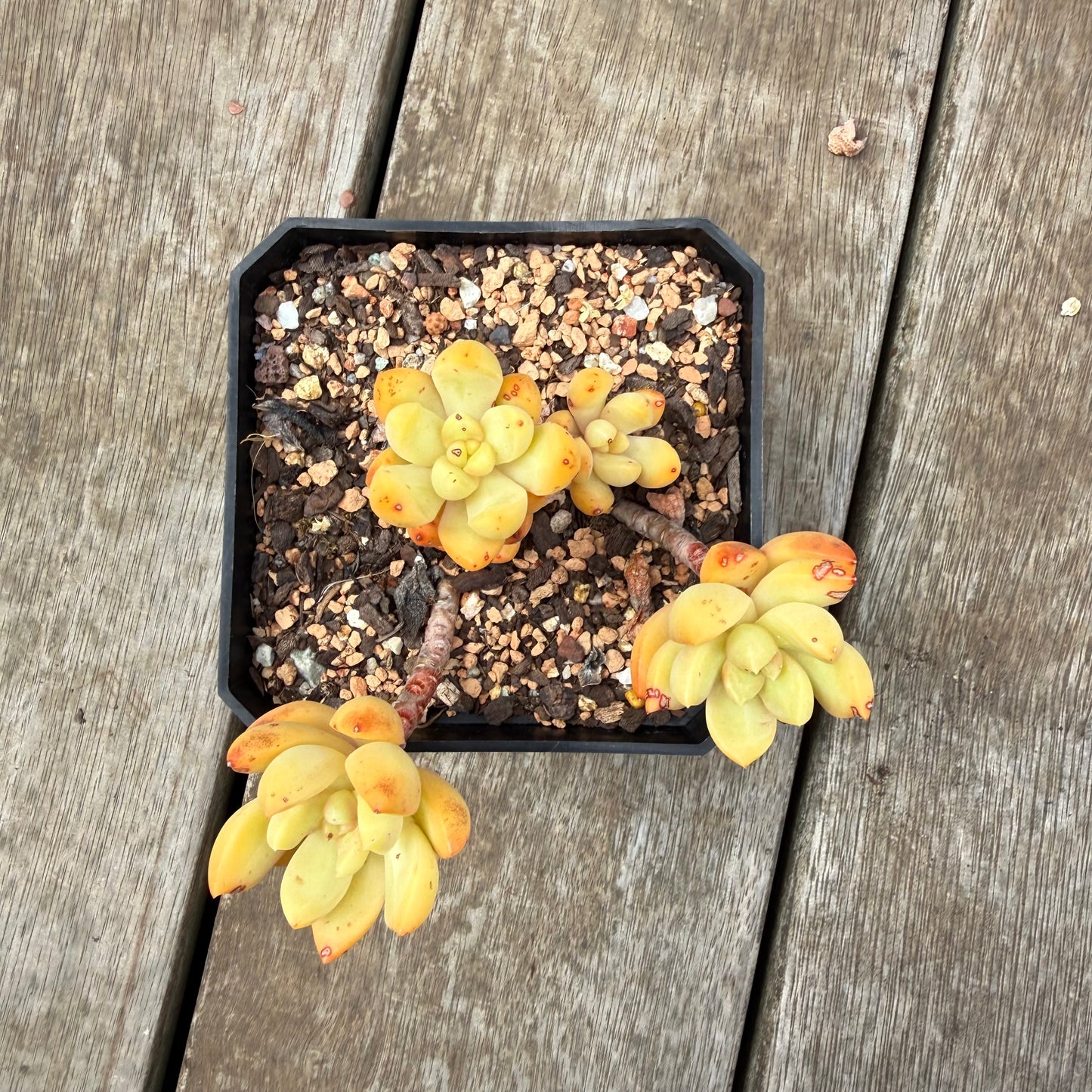 0710 Sedum Adolphii 'Golden glow'
