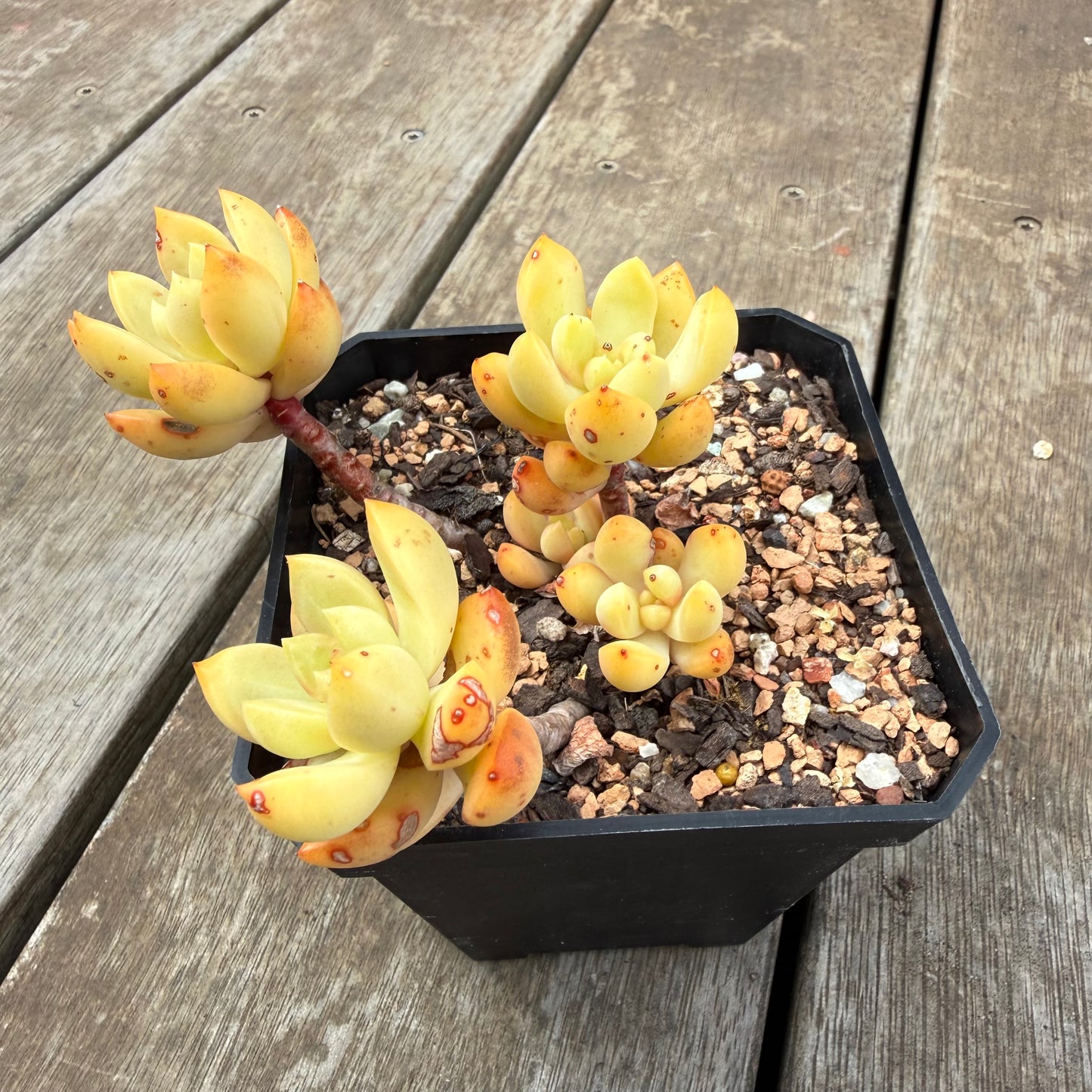 0710 Sedum Adolphii 'Golden glow'
